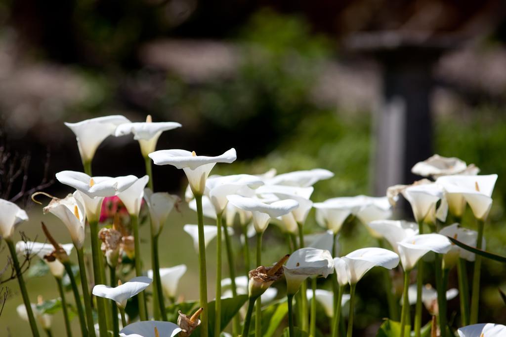 Penwinnick House B&B St Austell Esterno foto
